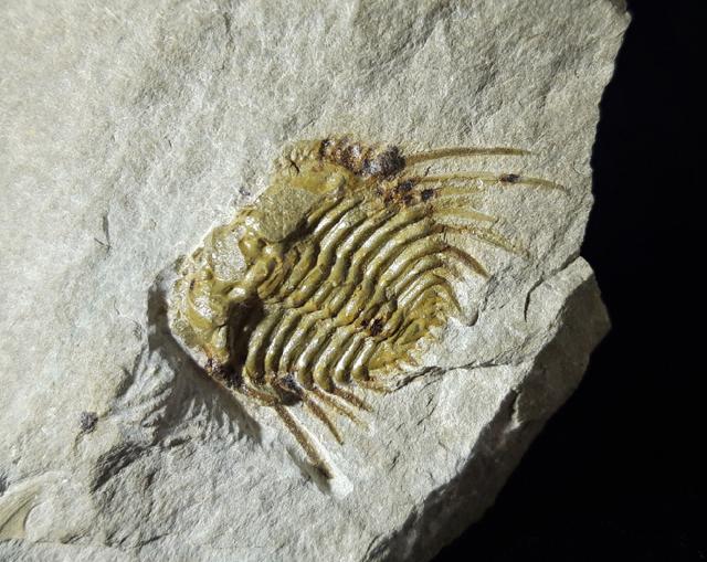 Kettneraspis seiberti BASSE in BASSE & MLLER 2004 - Bild © FossNet FossilienStore